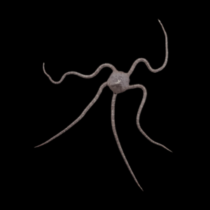 Serpent Starfish Ophioderma Sp