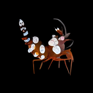 Sexy Shrimp Thor Amboinensis