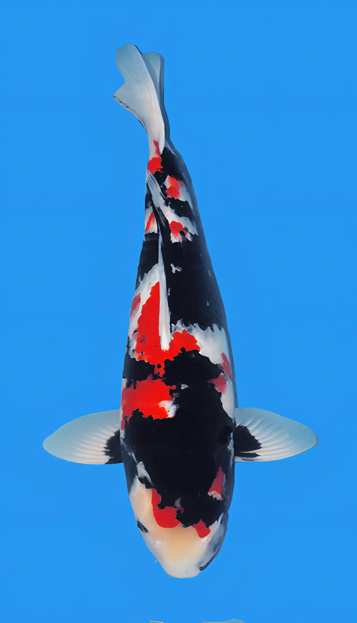 Showa Japanese Koi Carp Cyprinus Carpio - Image 6