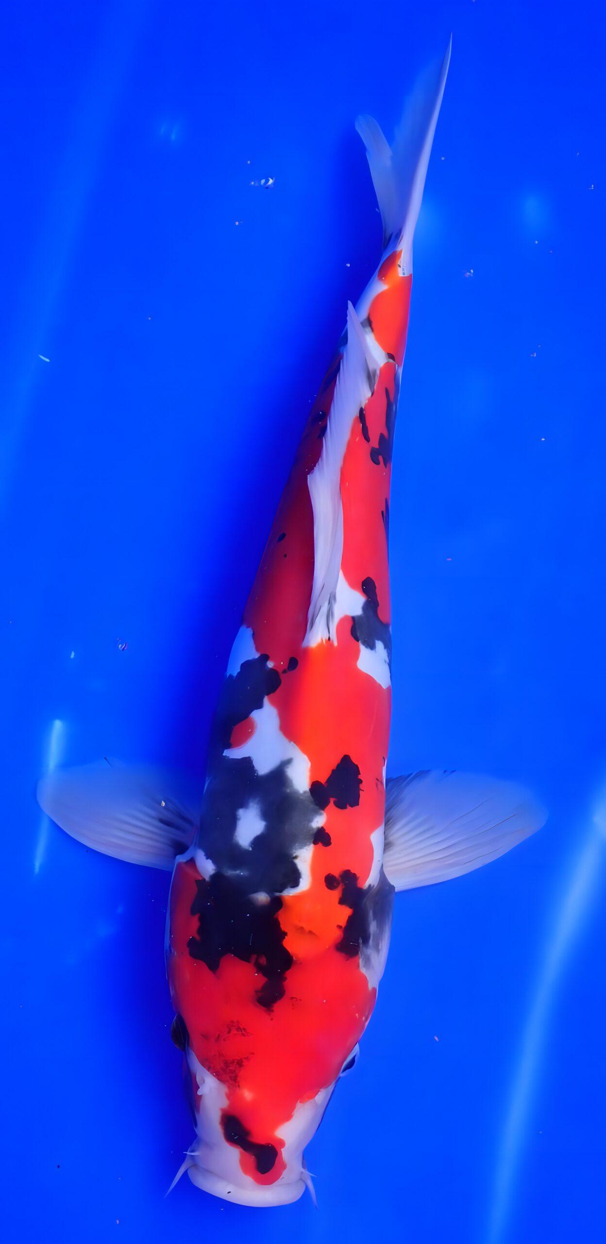 Showa Japanese Koi Carp Cyprinus Carpio - Image 5