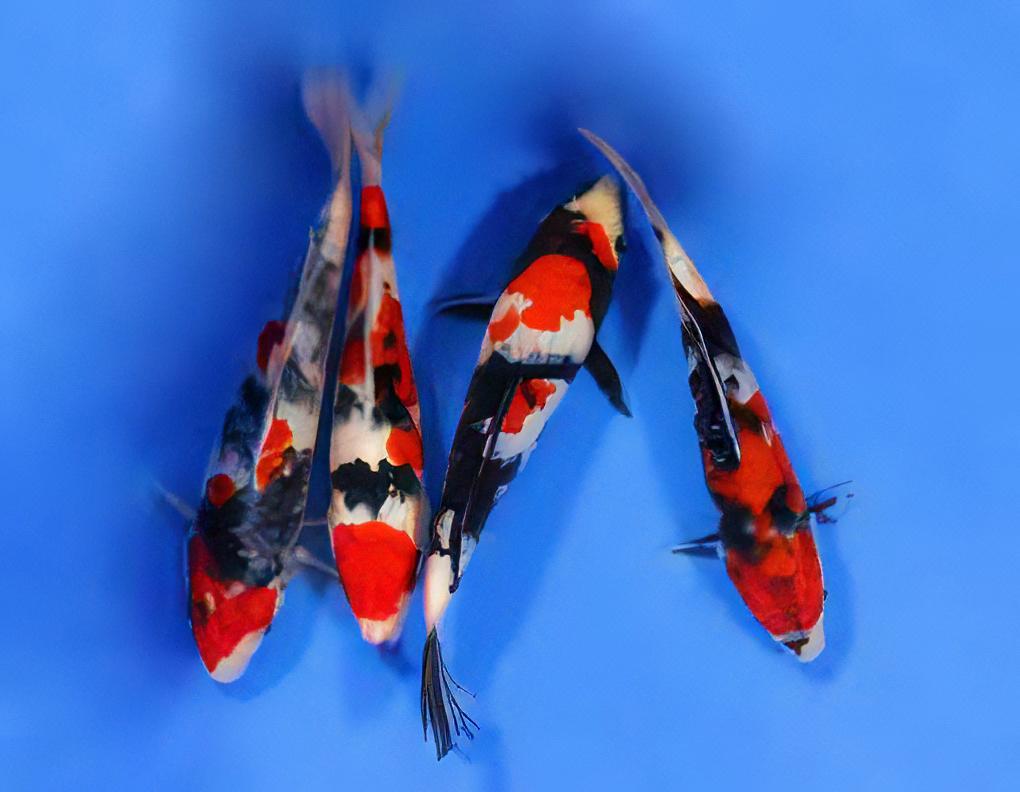 Showa Japanese Koi Carp Cyprinus Carpio - Image 8