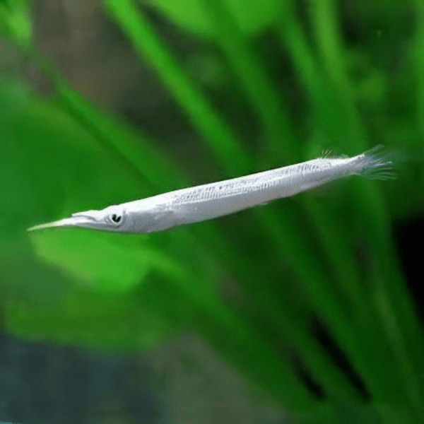 Silver Wrestling Halfbeak Dermogenys Pusilla 3cm - Image 3