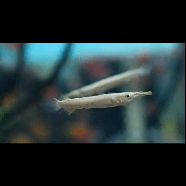 Silver Wrestling Halfbeak Dermogenys Pusilla 3cm - Image 5