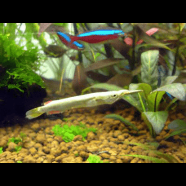 Silver Wrestling Halfbeak Dermogenys Pusilla 3cm - Image 6