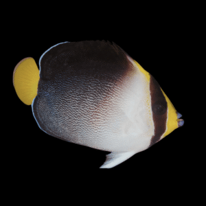 Singapore Vermiculated Angelfish Chaetodontoplus Mesoleucus