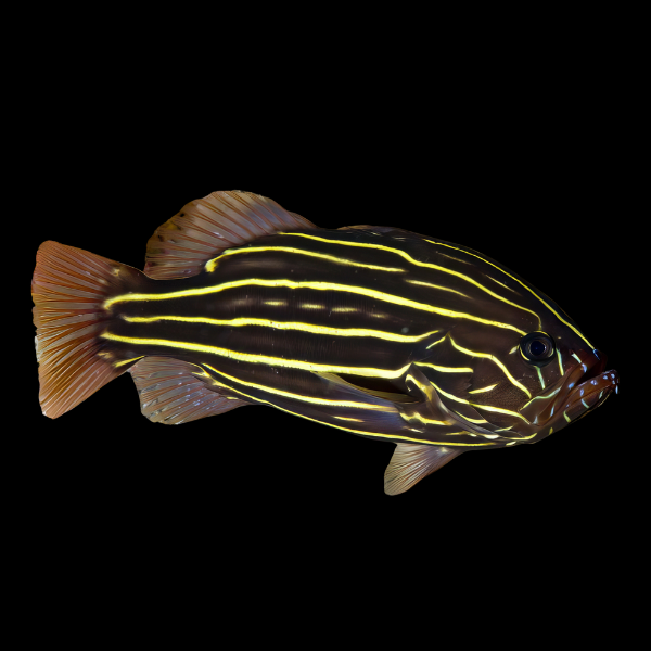 Sixline Grouper Grammistes Sexlineatus