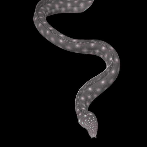 Skeletor Eel Echidna Xanthospilos