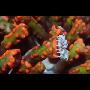 Snake Coral Polyp Lsaurus Sp