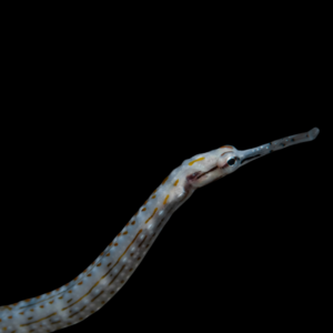 Snake Pipefish Entelurus Aequoreus
