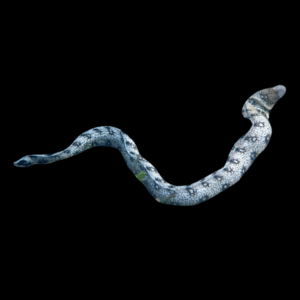 Snowflake Moray Eel Echidna Nebulosa