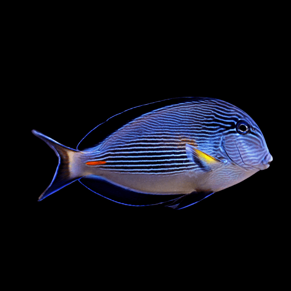 Sohal Tang Acanthurus Sohal