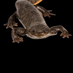 Spanish Iberian Ribbed Newt Pleurodeles Waltl 6cm