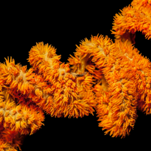 Spiral Gorgonia Cirrhipathes Spiralis