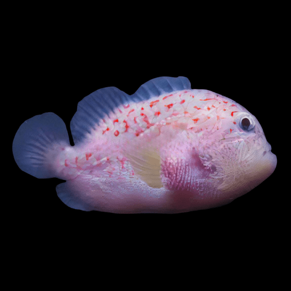 Spotted Coral Croucher Caracanthus Maculatus