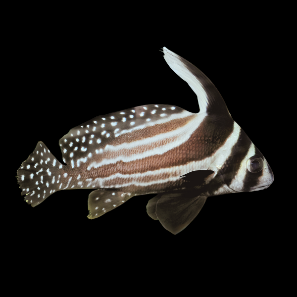 Spotted Drum Sweetlips Equetus Punctatus