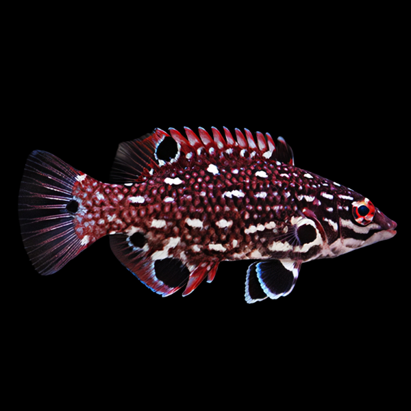 Spotted Hog Fish Bodianus Diana