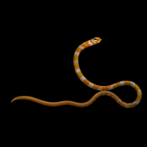 Striped Garden Eel Gorgasia Preclara