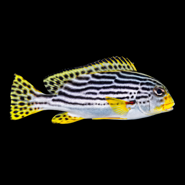 Striped Sweetlips Plectorhinchus Lineatus