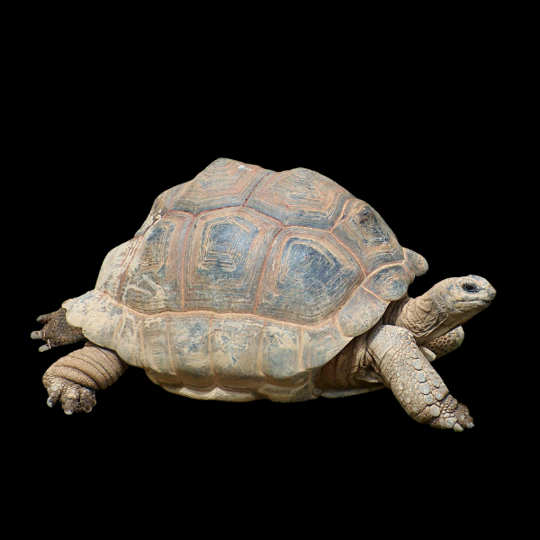 Sulcata African Spurred Tortoise Centrochelys Sulcata
Juvenile