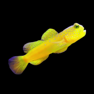Sulphur Goby Cryptocentrus Cinctus