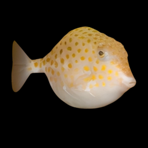 Sunshine Boxfish Anoplocapros Inermis