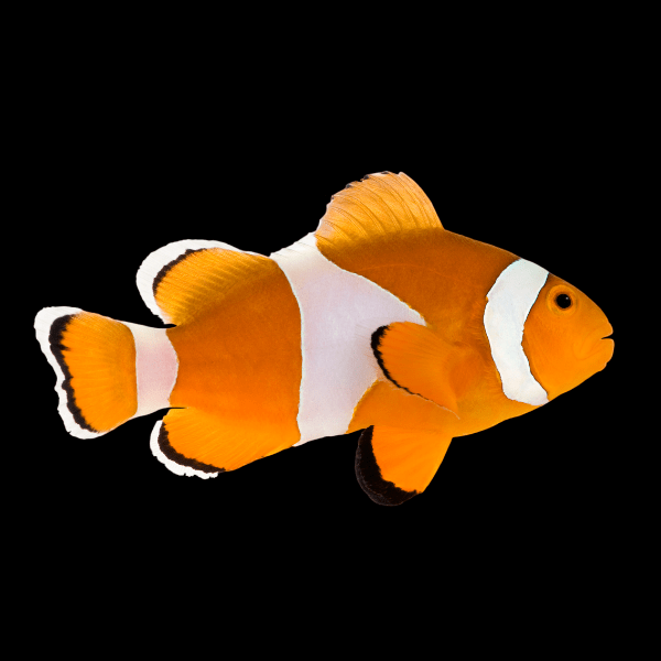 Tangerine Common Clownfish Amphiprion Ocellaris