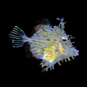 Tassel File Fish Chaetodermis Pencilligerus