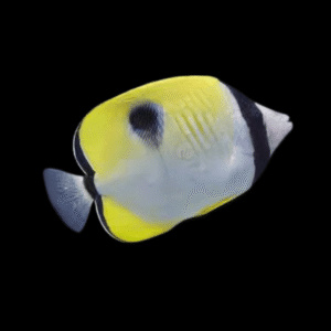 Teardrop Butterfly Fish Chaetodon Unimaculatus
