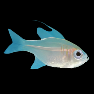 Thread Fin Cardinal Zoramia Leptacantha