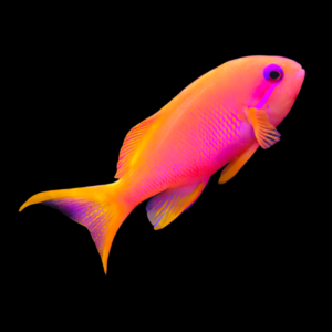 Threadfin Anthias Nemanthias Carberryi