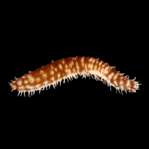 Tiger Tail Sea Cucumber Holothuria sp