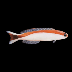 Tile Skunk Goby Hoplolatilus Marcosi