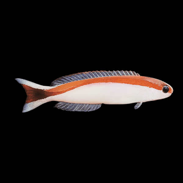 Tile Skunk Goby Hoplolatilus Marcosi