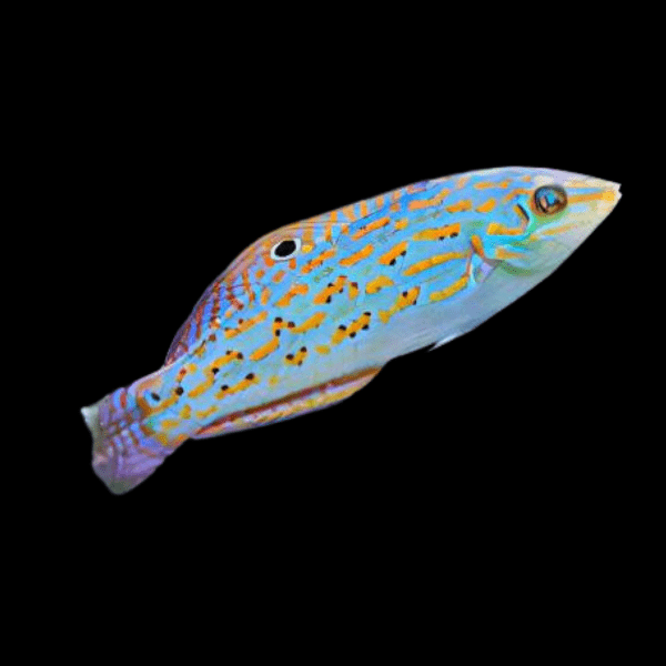 Timor Wrasse Halichoeres Timorensis