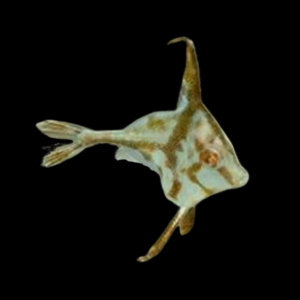 Tripod File Fish Tripodichthys Sp