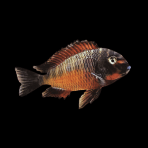 Tropheus Firefox Tanganyikan African Cichlids 4cm