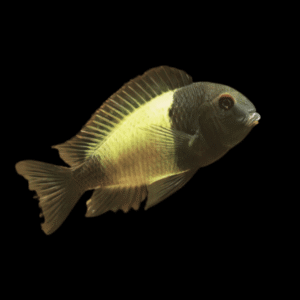 Tropheus Kiriza Kaiser Tanganyikan African Cichlids 4cm