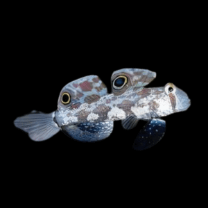Twin Spot Goby Signigobius Biocellatus
