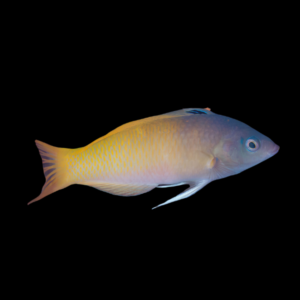 Two Tone Wrasse Halichoeres Prosopeion