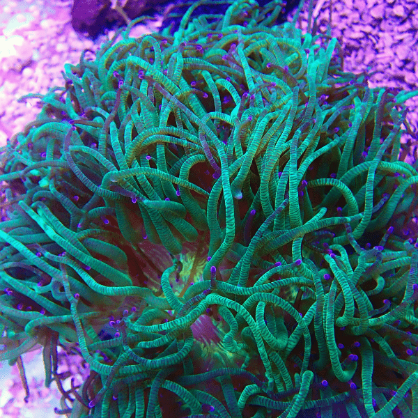 Green Pink Tip Soft Coral Frag Catalaphyllia Jardinei - Image 3