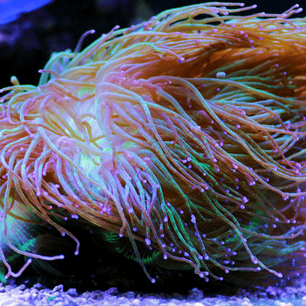 Green Pink Tip Soft Coral Frag Catalaphyllia Jardinei - Image 5