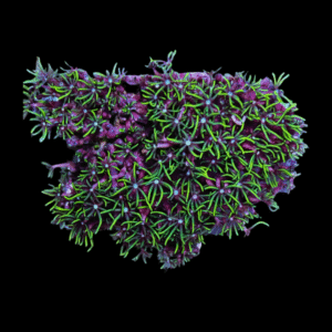 Ultra Green Star Coral Polyp Pachyclavularia Sp