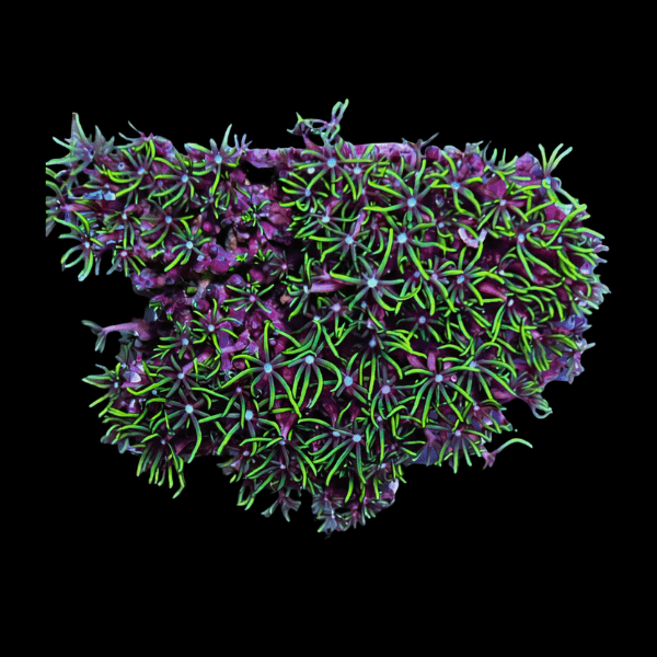 Ultra Green Star Coral Polyp Pachyclavularia Sp