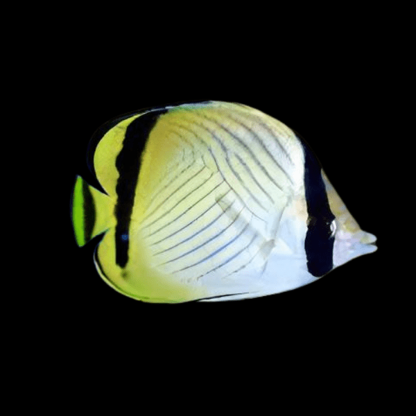 Vagabond Butterfly Fish Chaetodon Vagabundus