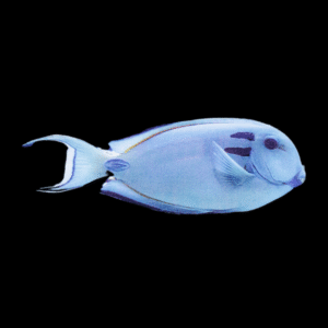 Vampire Tang Acanthurus Tennenti