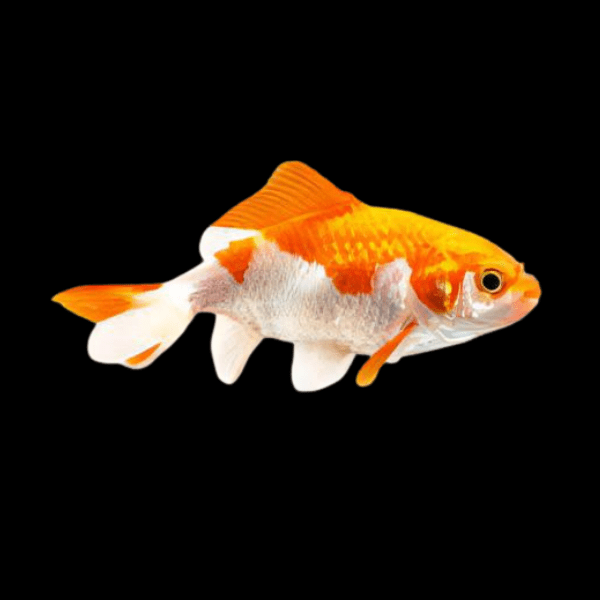 Wakin Goldfish Carassius Auratus 10cm