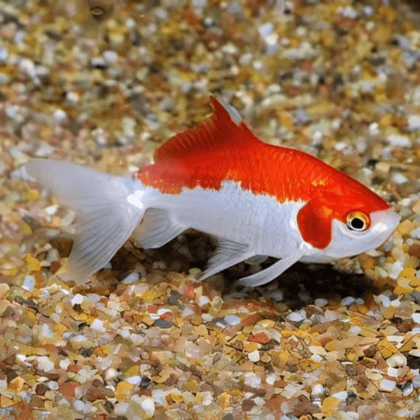 Wakin Goldfish Carassius Auratus 10cm - Image 4