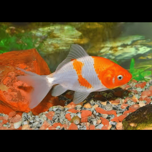Wakin Goldfish Carassius Auratus 10cm - Image 5