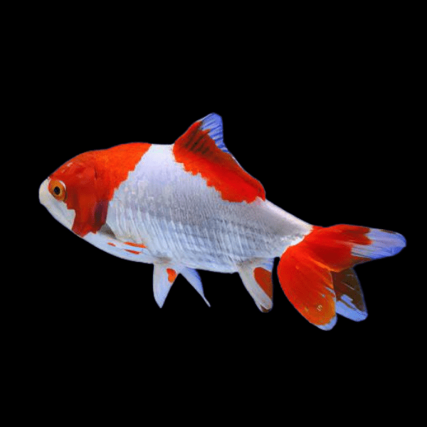 Wakin Goldfish Carassius Auratus 10cm - Image 6