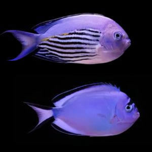 Pair Watanabei Angelfish Genicanthus Watanabei